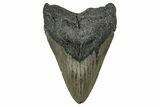 Serrated, Fossil Megalodon Tooth - North Carolina #355832-1